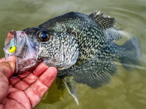 Crappie fishing - And while populations can be cyclical—crappies may not spawn successfully during drought years—the fishing in Conroe usually oscillates only between “good” and “great”. Black crappie and white crappie are both abundant in Lake Conroe, with lots of 10- to 12-inch fish along with occasional slabs that top 2 pounds.